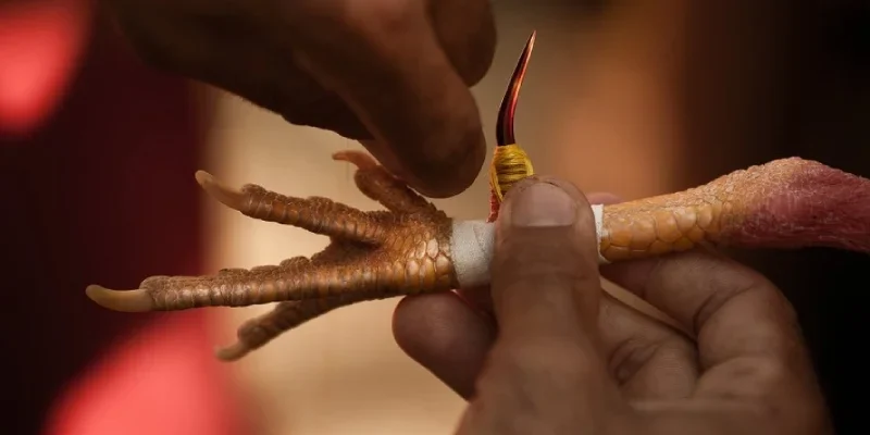 Công đoạn chuẩn bị cựa sắt cho gà chiến