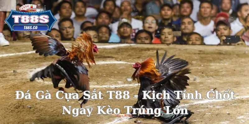 Mẹo cược kèo đá gà cựa sắt trúng lớn