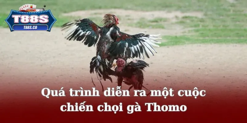 Quá trình diễn ra một cuộc chiến chọi gà Thomo