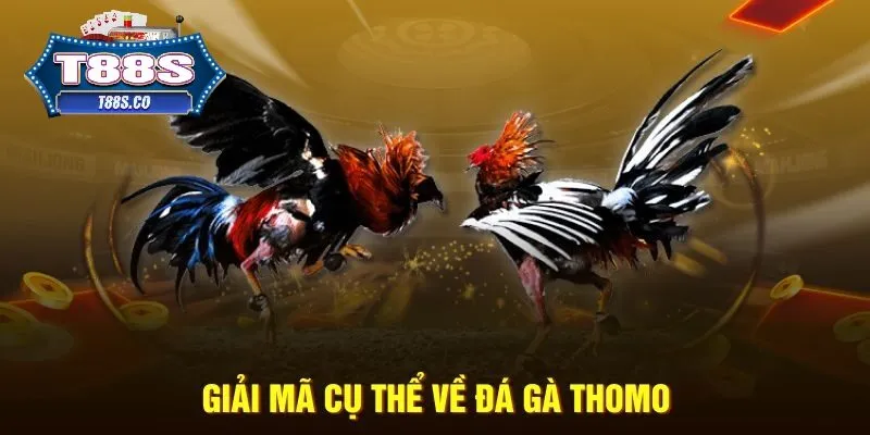Nắm bắt thông tin giới thiệu đá gà Thomo T88