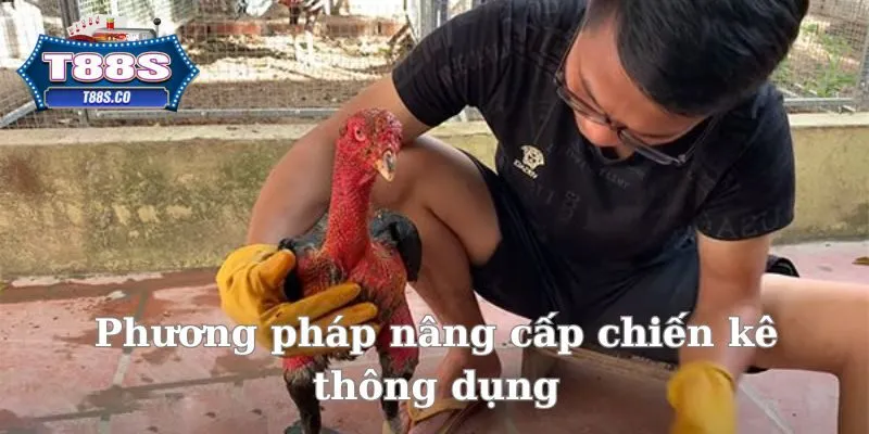 Phương pháp nâng cấp chiến kê thông dụng